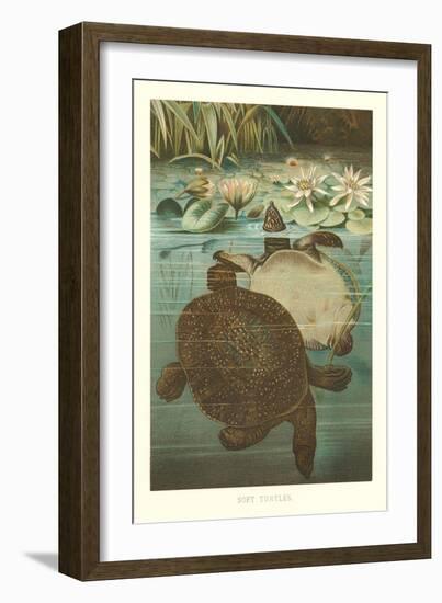 Soft Turtles-null-Framed Art Print