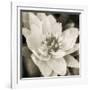 Soft Water Lily-Pete Kelly-Framed Giclee Print