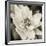 Soft Water Lily-Pete Kelly-Framed Giclee Print