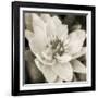 Soft Water Lily-Pete Kelly-Framed Giclee Print