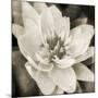 Soft Water Lily-Pete Kelly-Mounted Giclee Print