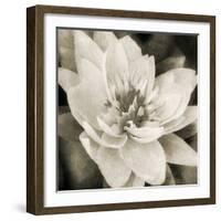 Soft Water Lily-Pete Kelly-Framed Giclee Print