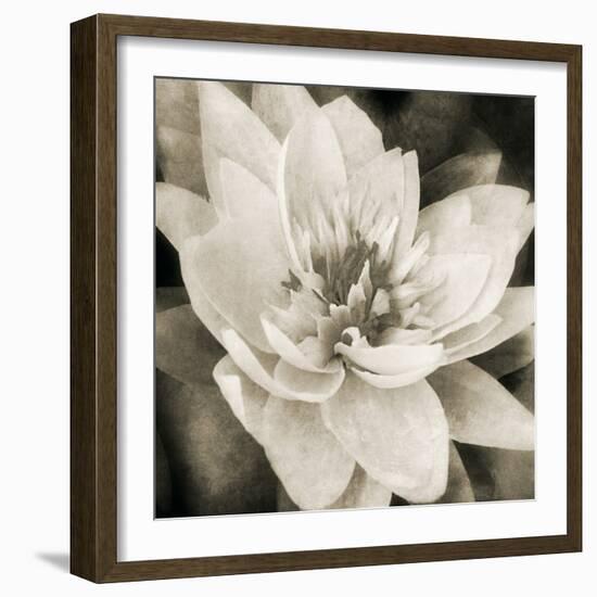 Soft Water Lily-Pete Kelly-Framed Giclee Print