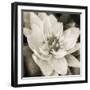 Soft Water Lily-Pete Kelly-Framed Giclee Print