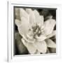 Soft Water Lily-Pete Kelly-Framed Giclee Print