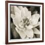 Soft Water Lily-Pete Kelly-Framed Giclee Print