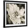 Soft Water Lily-Pete Kelly-Framed Giclee Print