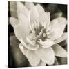 Soft Water Lily-Pete Kelly-Stretched Canvas