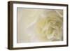 Soft White Begonia II-Rita Crane-Framed Premium Photographic Print