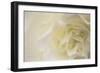 Soft White Begonia II-Rita Crane-Framed Premium Photographic Print