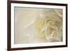 Soft White Begonia II-Rita Crane-Framed Photographic Print