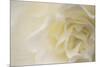 Soft White Begonia II-Rita Crane-Mounted Photographic Print