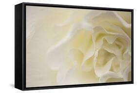 Soft White Begonia II-Rita Crane-Framed Stretched Canvas