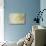 Soft White Begonia II-Rita Crane-Stretched Canvas displayed on a wall