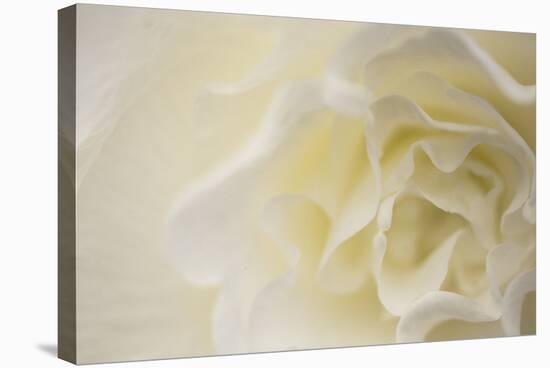 Soft White Begonia II-Rita Crane-Stretched Canvas