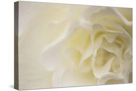 Soft White Begonia II-Rita Crane-Stretched Canvas