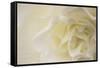 Soft White Begonia II-Rita Crane-Framed Stretched Canvas