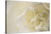 Soft White Begonia II-Rita Crane-Stretched Canvas