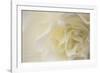 Soft White Begonia II-Rita Crane-Framed Photographic Print