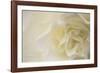 Soft White Begonia II-Rita Crane-Framed Photographic Print