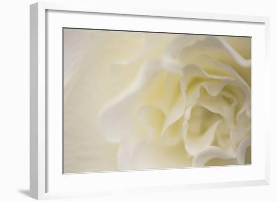 Soft White Begonia II-Rita Crane-Framed Photographic Print