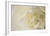 Soft White Begonia II-Rita Crane-Framed Photographic Print