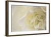 Soft White Begonia II-Rita Crane-Framed Photographic Print