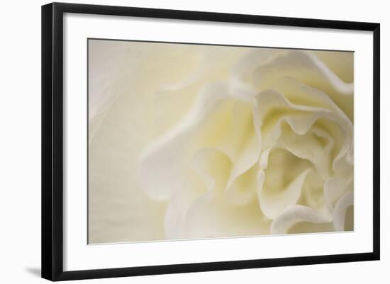 Soft White Begonia II-Rita Crane-Framed Photographic Print