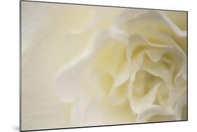 Soft White Begonia II-Rita Crane-Mounted Photographic Print