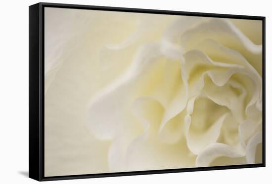 Soft White Begonia II-Rita Crane-Framed Stretched Canvas