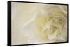 Soft White Begonia II-Rita Crane-Framed Stretched Canvas