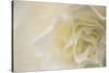 Soft White Begonia II-Rita Crane-Stretched Canvas