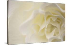 Soft White Begonia II-Rita Crane-Stretched Canvas