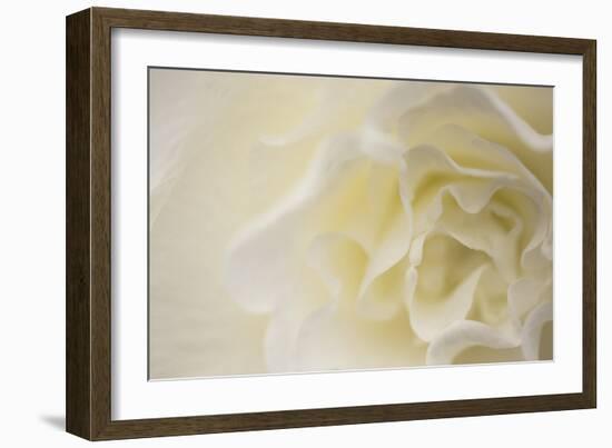 Soft White Begonia II-Rita Crane-Framed Photographic Print