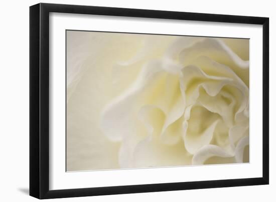 Soft White Begonia II-Rita Crane-Framed Photographic Print