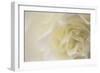 Soft White Begonia II-Rita Crane-Framed Photographic Print