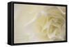 Soft White Begonia II-Rita Crane-Framed Stretched Canvas