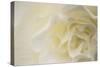 Soft White Begonia II-Rita Crane-Stretched Canvas