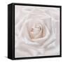 Soft White Rose-Cora Niele-Framed Stretched Canvas