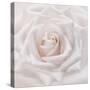 Soft White Rose-Cora Niele-Stretched Canvas