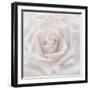 Soft White Rose-Cora Niele-Framed Photographic Print