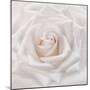 Soft White Rose-Cora Niele-Mounted Photographic Print