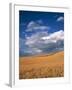 Soft White Wheat Ripening, Spokane County, Washington-Greg Probst-Framed Photographic Print