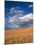 Soft White Wheat Ripening, Spokane County, Washington-Greg Probst-Mounted Photographic Print