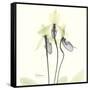 Soft Yellow Orchids-Albert Koetsier-Framed Stretched Canvas