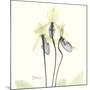 Soft Yellow Orchids-Albert Koetsier-Mounted Art Print