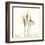 Soft Yellow Orchids-Albert Koetsier-Framed Art Print