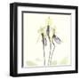 Soft Yellow Orchids-Albert Koetsier-Framed Art Print