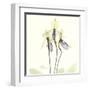 Soft Yellow Orchids-Albert Koetsier-Framed Art Print