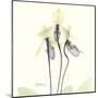 Soft Yellow Orchids-Albert Koetsier-Mounted Art Print